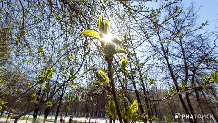 Потепление до +20 может прийти в Томскую область уже в середине апреля