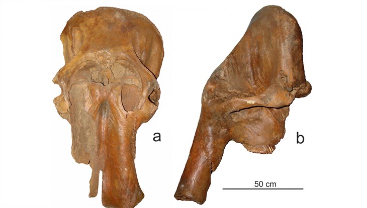 Ученые ТГУ: найденный в Асине древний слон помолодел на 200 тыс лет