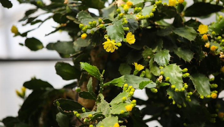 Ботсад ТГУ приглашает полюбоваться цветущими ушастыми кактусами