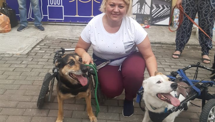 Забег особенных собак впервые пройдет в Томске, нужны волонтеры