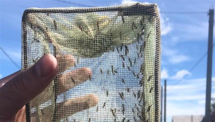 Ученые ТГУ изучают комаров-переносчиков гельминтозов в Сибири