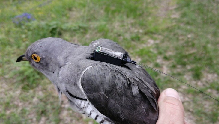 Tomsk biologists monitor cuckoos' migration using the ISS