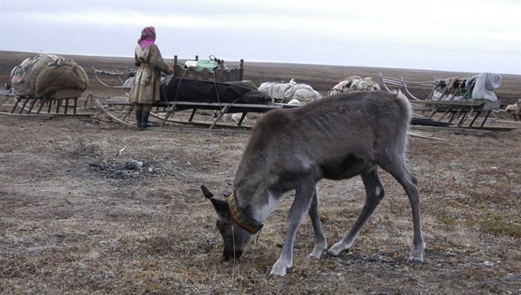ТГУ: коренные народы Арктики реже питаются олениной из-за потепления