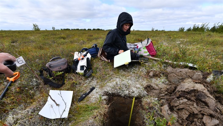 TSU scientists study the impact of shrubs on permafrost melting
