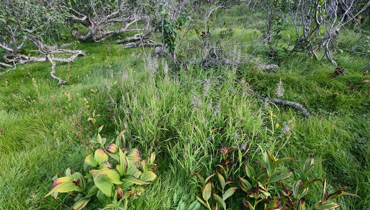 TSU scientists study the impact of shrubs on permafrost melting