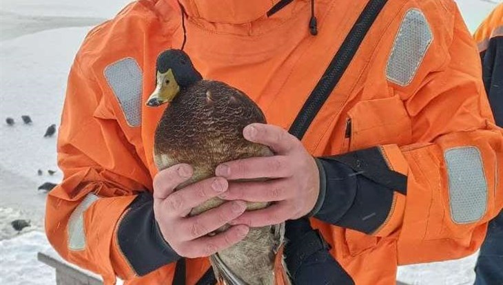 Томские спасатели выловили замерзшую утку из Белого озера