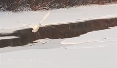 Эксперт: покидая Томскую обл на зиму, лебеди могут отдыхать в полыньях