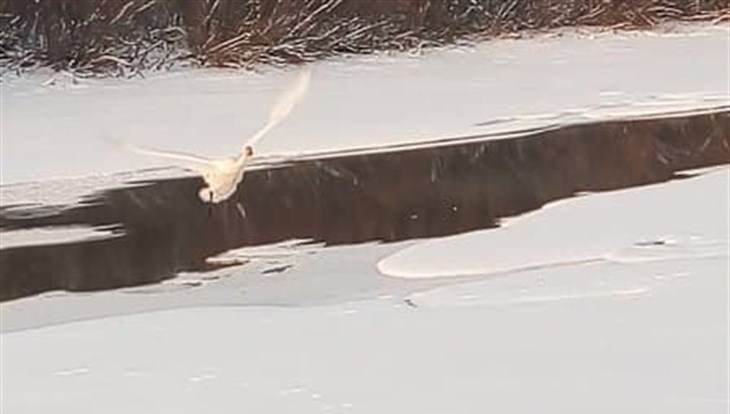 Эксперт: покидая Томскую обл на зиму, лебеди могут отдыхать в полыньях