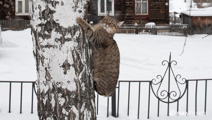 Потепление и снег ждут томичей в четверг