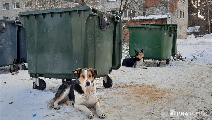 Казнить нельзя чипировать: мэрия Томска о нашествии бродячих собак
