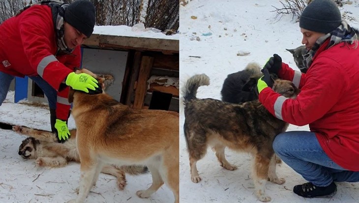 Томские волонтеры запустили проект по кастрации домашних собак