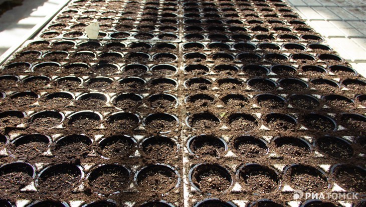 Томский агрохолдинг планирует вырастить 12 млн хвойных сеянцев к 2027г