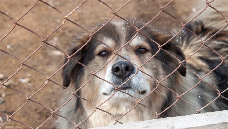 Строительство частного приюта для собак под Томском стартует в мае