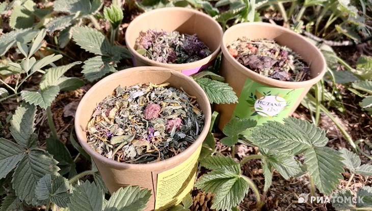 Ботсад ТГУ создал коллекцию ботанических чаев Botanicline