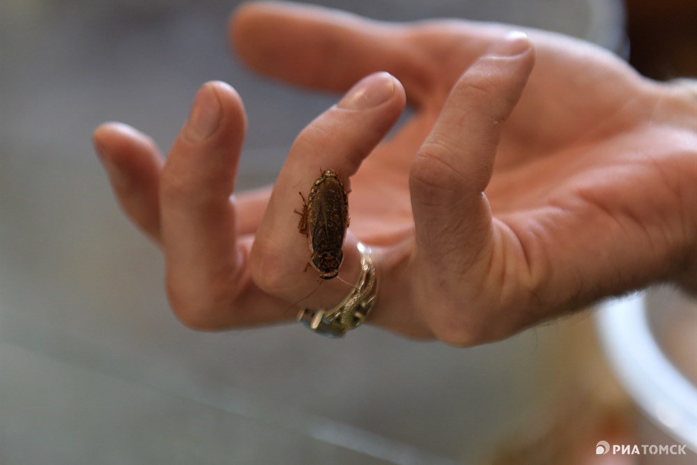 У тараканов щетинистые лапки. Черные – это маленькие шипы, а белое на концах – липучки, благодаря которым они ползают по потолку. Японцы даже создали на основе микроструктуры лапок насекомых липучки для человека – специальные перчатки и ботинки.