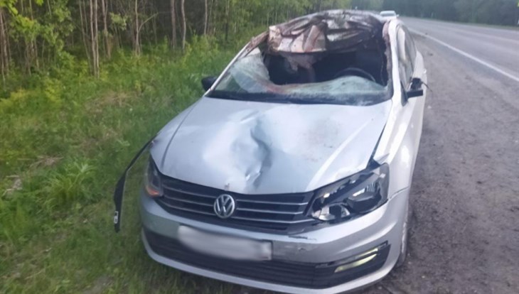 Автомобиль сбил лося на трассе под Томском, животное погибло
