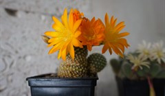 Колючие красавцы: фото выставки кактусов и суккулентов в Ботсаду ТГУ