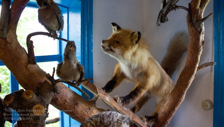 Музей чучел животных открылся в деревне Губино под Томском