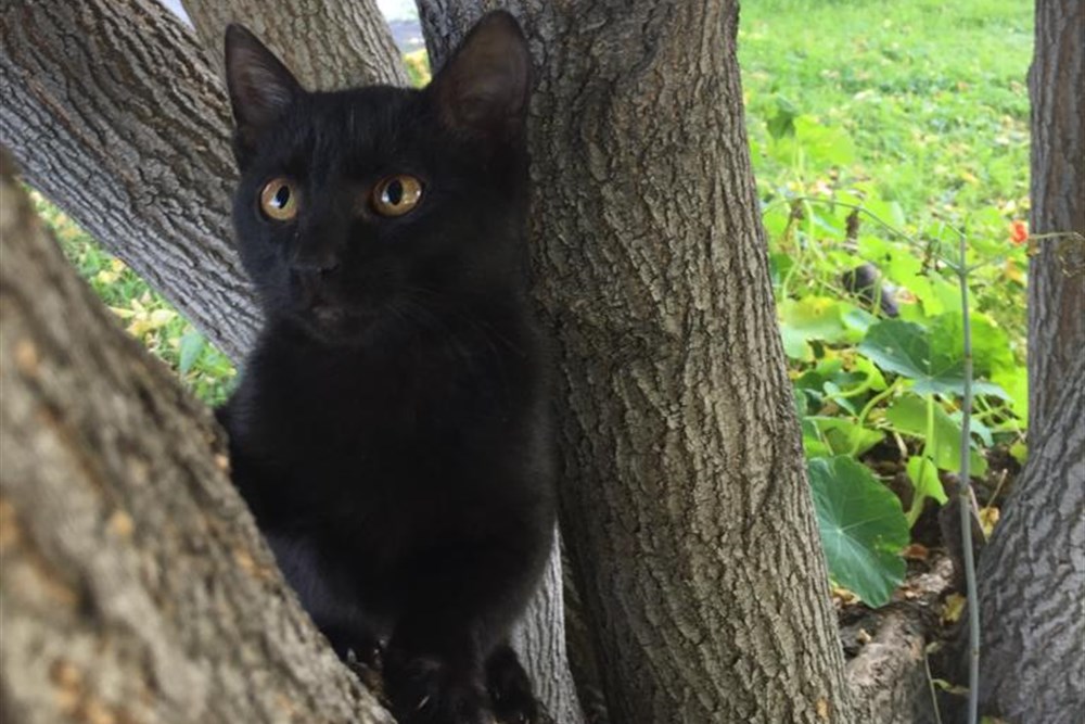 Полностью черный, пока еще маленький (3,5 месяца) котик, который вырастет шикарным котом. Он ласковый и активный, ходит в лоток, готов жить как в квартире, так и в частном доме. Звонить по телефону: 89138616797.