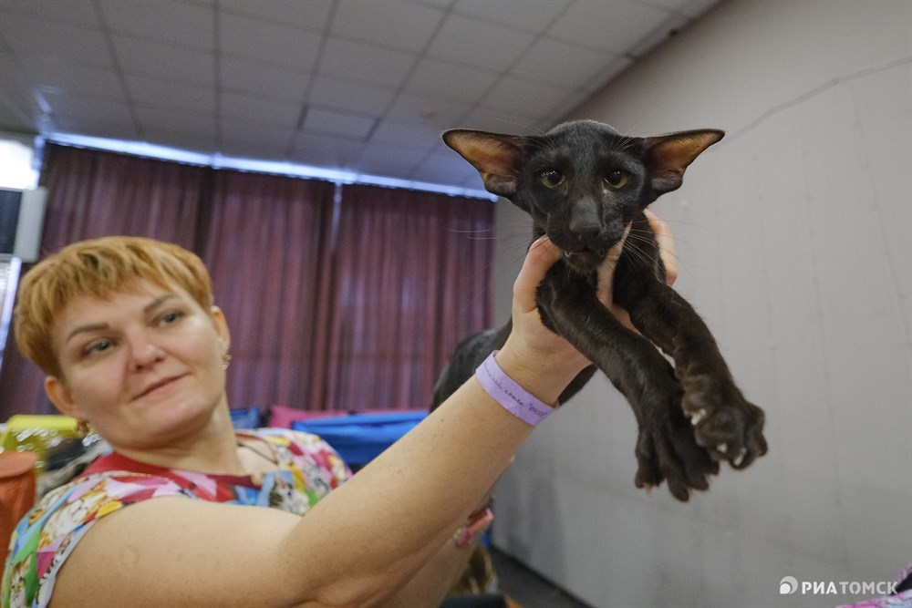 Выставка кошек йошкар ола. Выставка кошек Челябинск 2022. Выставка кошек Рязань 2022. Выставка кошек в Томске 2024. Выставка кошек в Коврове 2022.