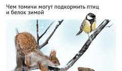 Пшено или сало: что положить в кормушку томским птицам и белкам зимой