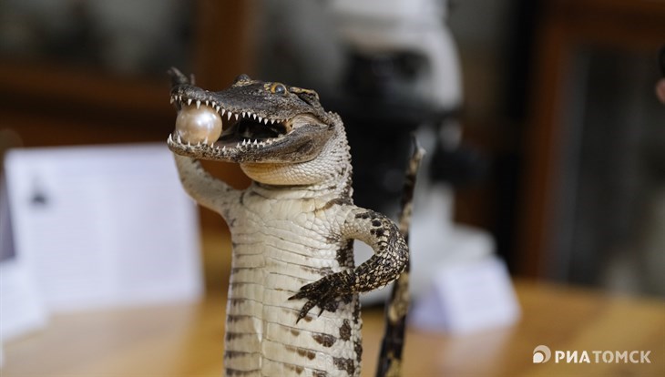 Новосибирская таможня передала изъятое чучело крокодила в зоомузей ТГУ