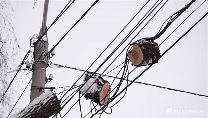 Власти: провода вросли в дерево над Комсомольским проспектом в Томске