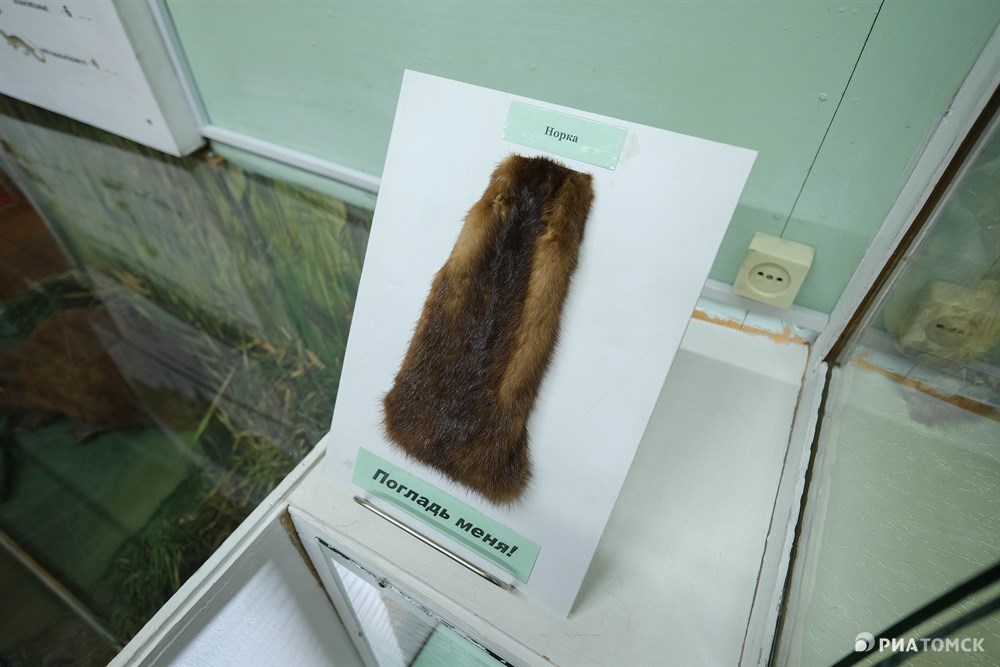 Есть в музее и интерактивные экспонаты: здесь можно погладить шкуры разных зверей.