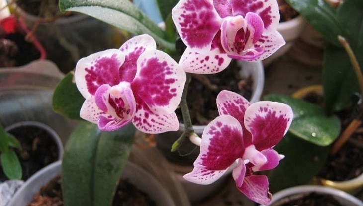 Проект аспирантки ТГУ позволит украсить Томск орхидеями