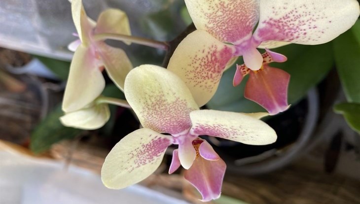 Проект аспирантки ТГУ позволит украсить Томск орхидеями