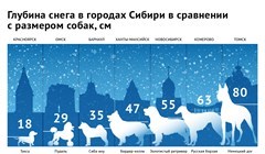 До чихуахуа снега: сугробы Томска и других городов Сибири в собаках