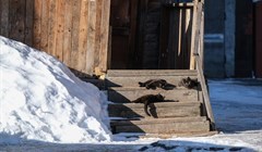 Воздух в Томске прогреется до плюс 12 градусов в конце марта