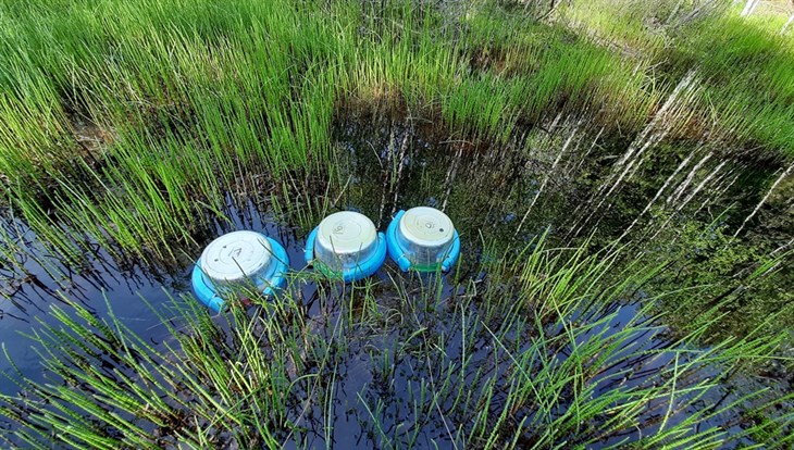 ТГУ: малые томские реки опережают Обь и Лену по содержанию углерода