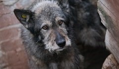 До 1000 голов: как выглядит приют для бездомных собак в Северске
