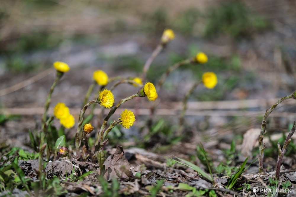 Эти желтые цветы знают даже дети. Мать-и-мачеху (лат. Tussilago) в Томске можно встретить где угодно. У растения две совершенно разные фазы развития: весной появляются цветы без листьев, а летом, когда уже нет цветов, распускается пышная зелень.