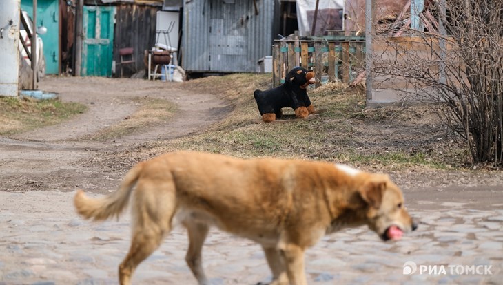 В Госдуме предложили ввести штраф для хозяев собак за их самовыгул - РИА  Томск