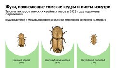 Жрут и не стесняются: топ-3 жуков-вредителей томских лесов