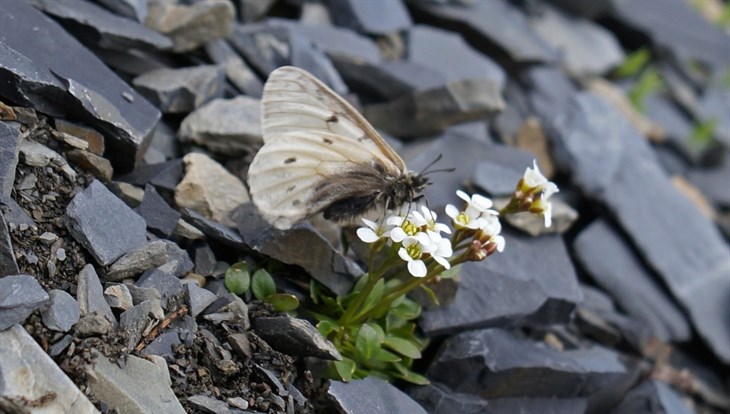 Ученые ТГУ описали новый подвид бабочки Аполлон арктический