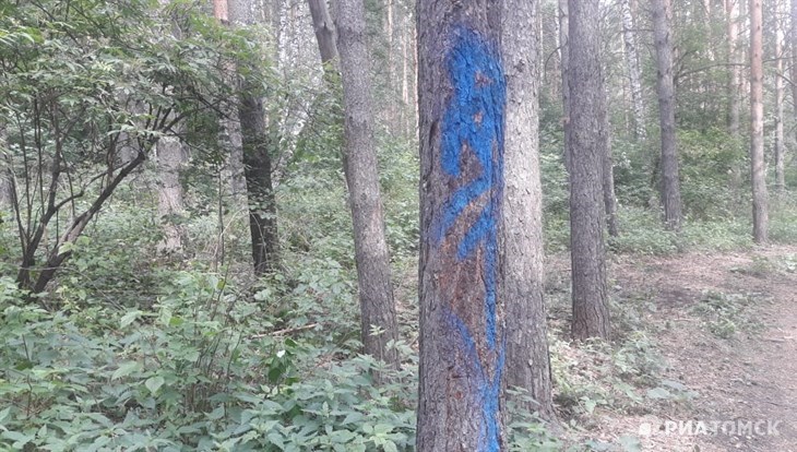 Мэрия Томска: вырубка деревьев в лесопарке Солнечный – санитарная