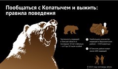 Что делать при встрече с медведем в лесу: правила поведения