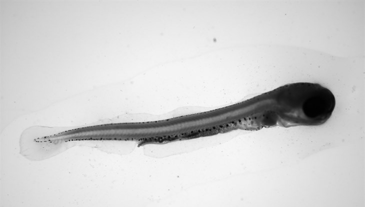 Биологи ТГУ: микропластик негативно влияет на ЖКТ рыб