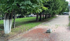 Биолог: в липком налете на тротуарах в центре Томска виновата тля