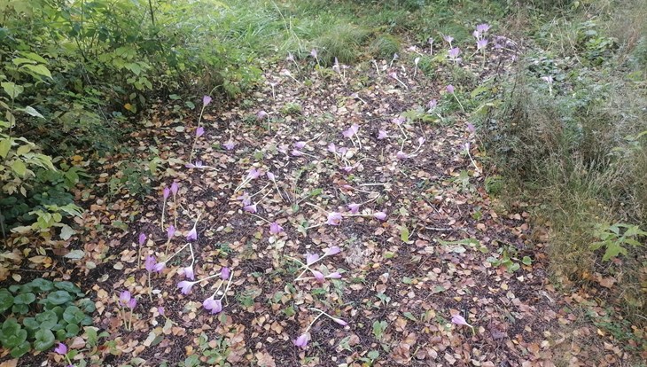 Новосибирские школьники уничтожили более 200 цветов в Ботсаду ТГУ