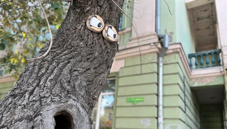 Томичи могут сфотографировать деревья-монстры и получить подарки
