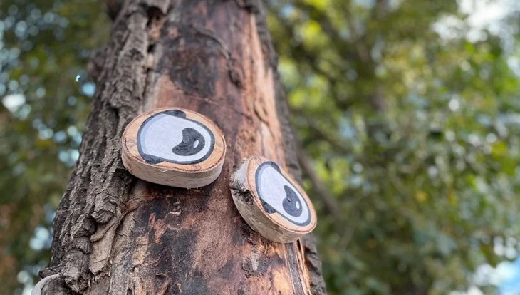 Томские урбанисты превратят старые деревья в арт-объекты MonsTree