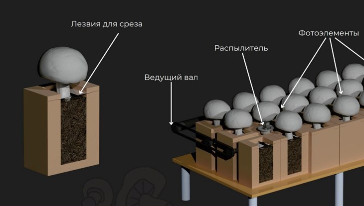 Студентка ТПУ выиграла 1 млн руб на создание грибоферм нового типа