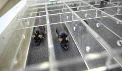Ученые ТГУ выяснили, что диабетикам лучше заниматься спортом вечером