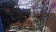 Спасите котиков: томичка 4-й год вывозит с дач брошенных животных