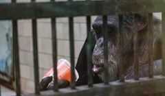 Новички и старички северского зоопарка: 25-летний Саша и белый Лорд