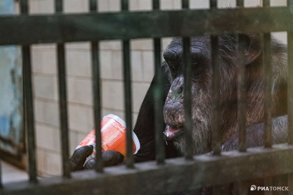 Один из старейших постояльцев зоопарка Северска – шимпанзе Саша. Ему уже 25 лет. Он любит, когда кто-то подходит. Если я лекцию читаю про рептилий, он тут будет шуметь… Саше, конечно, супругу нужно, но ее купить – это очень большие деньги, – сказала Яковлева.